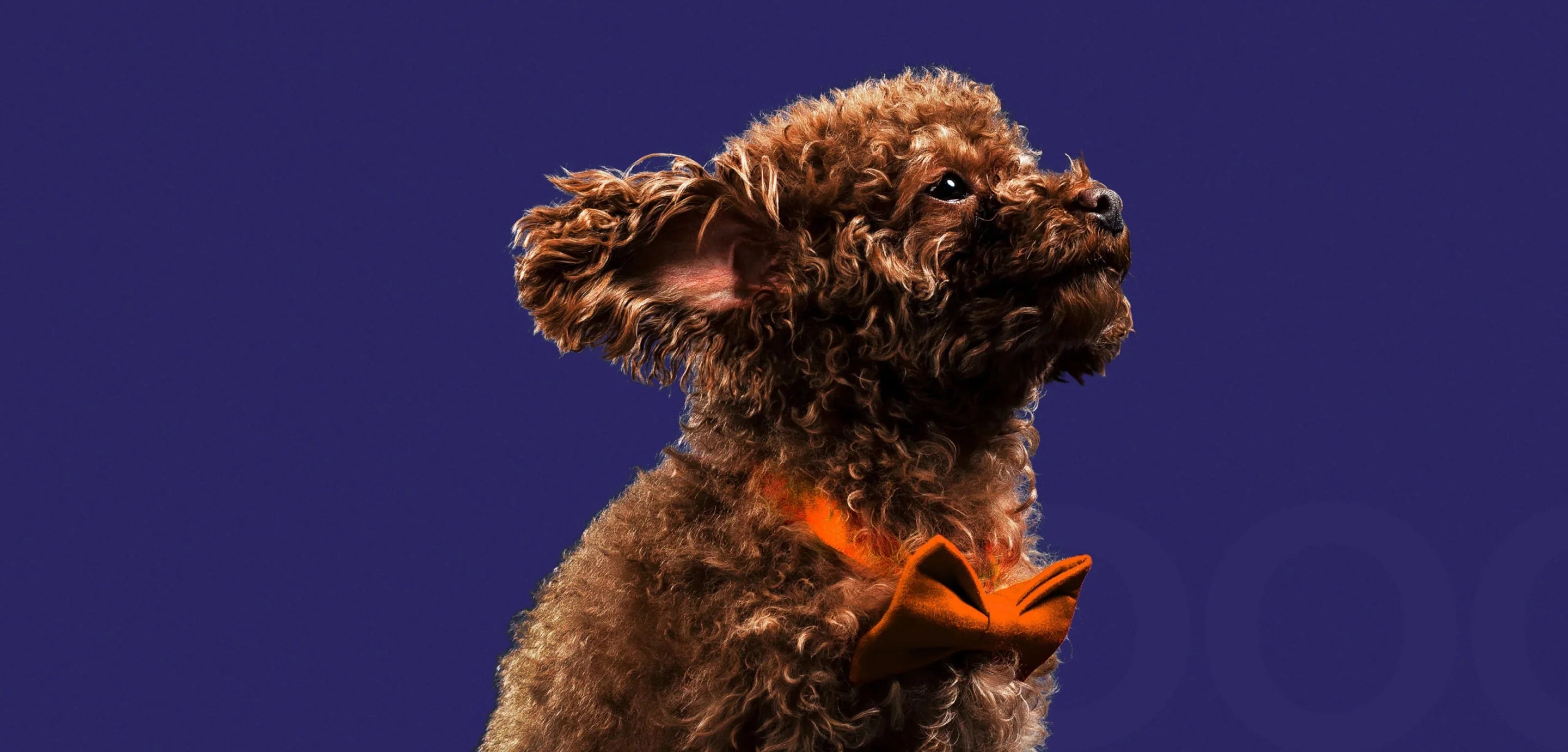 From interactive toys to grooming tools, our carefully curated selection balances quality and value. Enjoy fast shipping from Canadian warehouses and expert guidance on every purchase