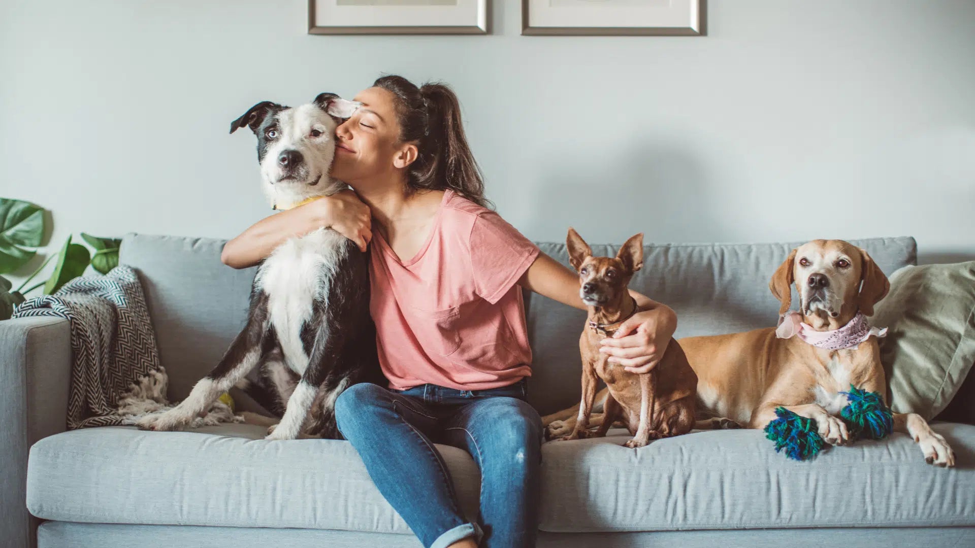 Premium Pet Products That Canadian Families Trust