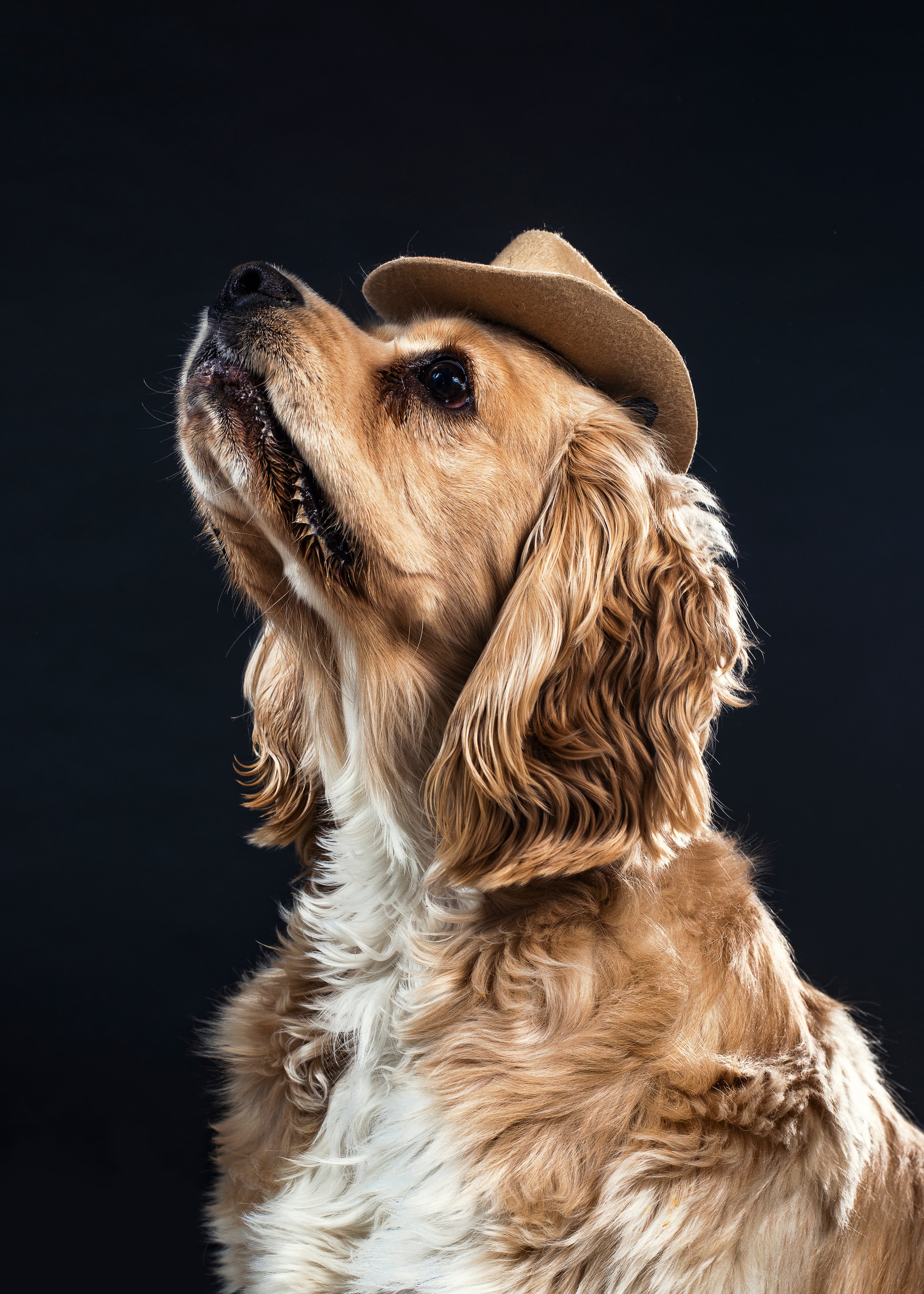 Dogs